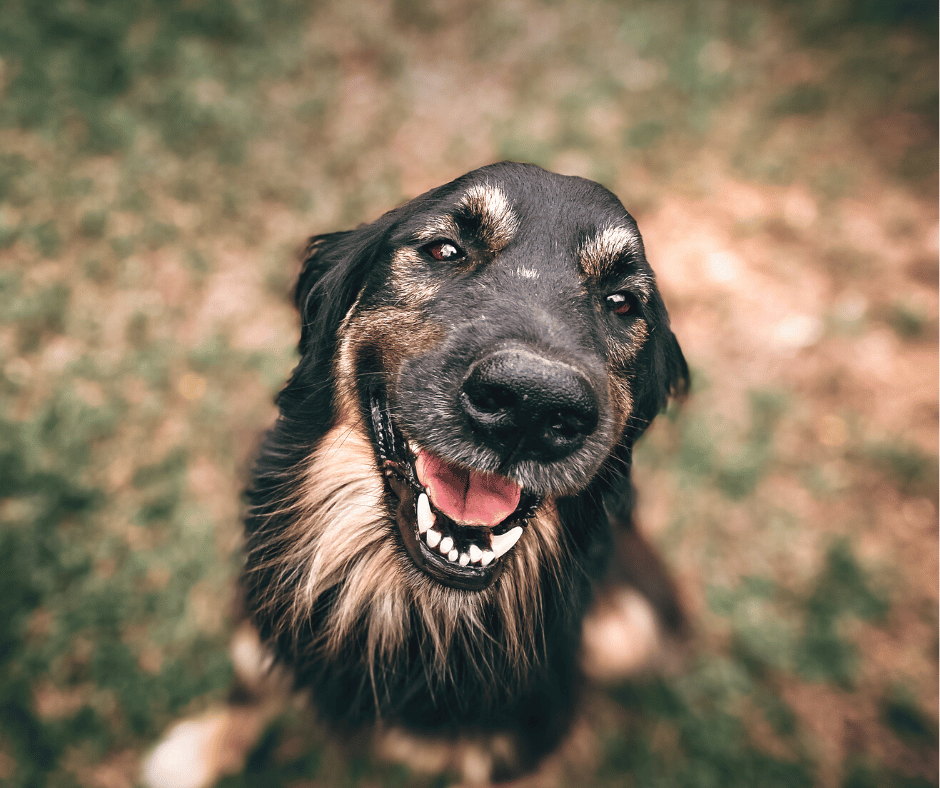 Hund beim Gassi gehen
