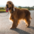 Wie man das Gassi gehen mit Hund besser machen kann