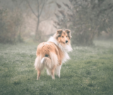 Wie oft und wie lange sollte man Gassi gehen mit dem Hund: Ein Leitfaden für Hundehalter
