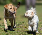 10 Tipps zur Beschäftigung Ihres Hundes beim Gassi gehen