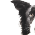 Verständnis und Verhaltensregeln bei häufigem Hundeverhalten: Rammeln beim Gassi gehen