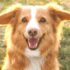 Verständnis und Verhaltensregeln bei häufigem Hundeverhalten: Rammeln beim Gassi gehen