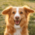 Bauchtasche für Hundespaziergänge: Ein Must-have für jeden Hundefreund