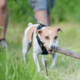 Gassi gehen: Tipps und Regeln für den Spaziergang mit dem Hund