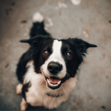 Gassi Gehen in Berlin: Die besten Tipps und Orte für Hundebesitzer
