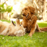 Gassi gehen: Die Bedeutung und Vorteile für Hund und Halter