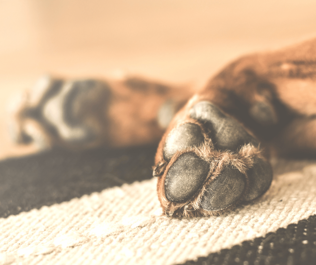 Hund legt sich beim Gassi gehen hin