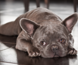 Das ultimative Gassi-Erlebnis mit deiner französischen Bulldogge