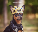 Schmuck-Hund – Ein unerwarteter Trend